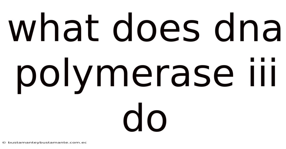 What Does Dna Polymerase Iii Do