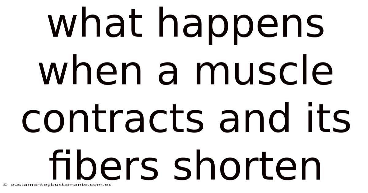 What Happens When A Muscle Contracts And Its Fibers Shorten