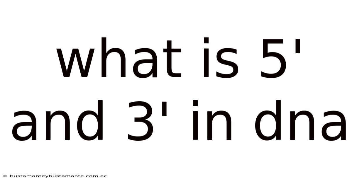 What Is 5' And 3' In Dna
