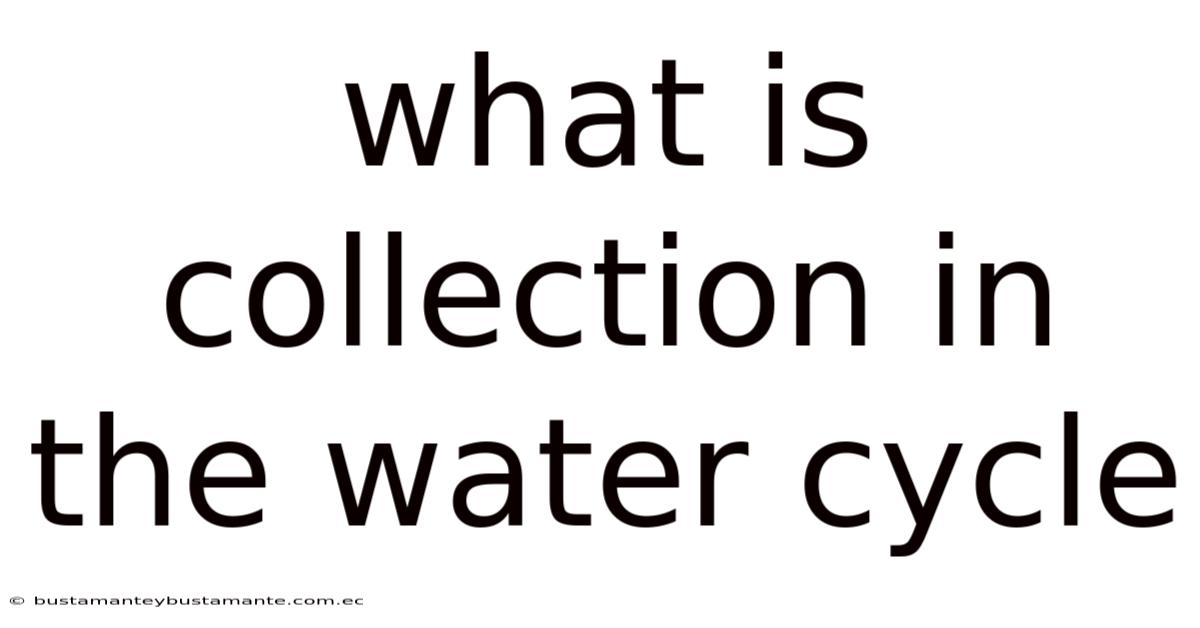 What Is Collection In The Water Cycle