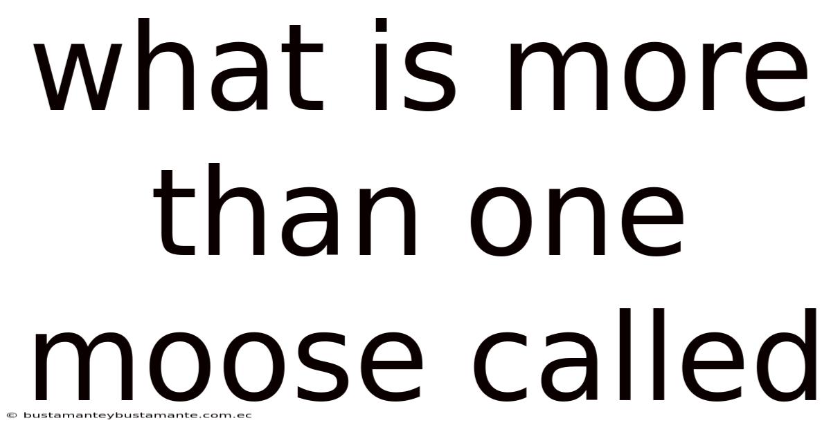 What Is More Than One Moose Called