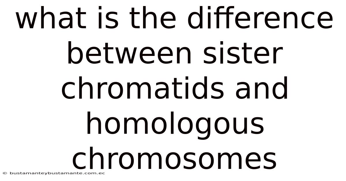 What Is The Difference Between Sister Chromatids And Homologous Chromosomes