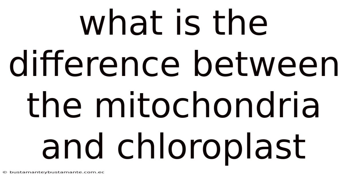 What Is The Difference Between The Mitochondria And Chloroplast