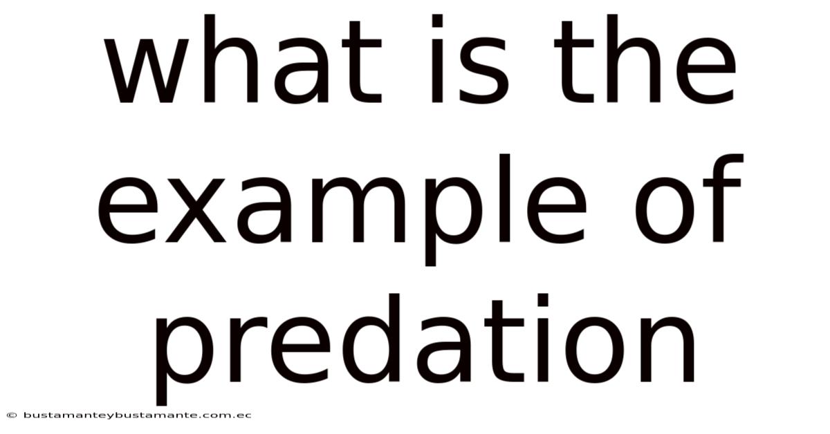 What Is The Example Of Predation