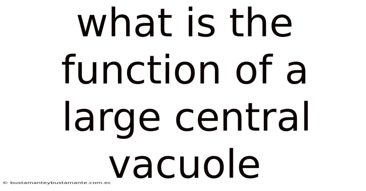 What Is The Function Of A Large Central Vacuole