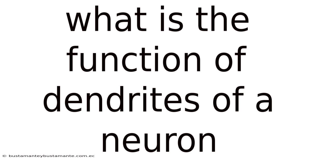 What Is The Function Of Dendrites Of A Neuron