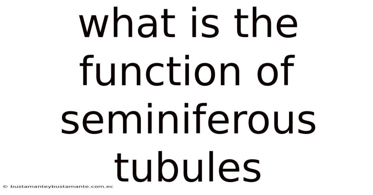 What Is The Function Of Seminiferous Tubules
