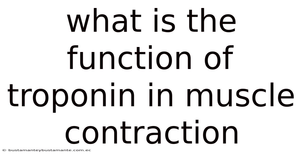 What Is The Function Of Troponin In Muscle Contraction