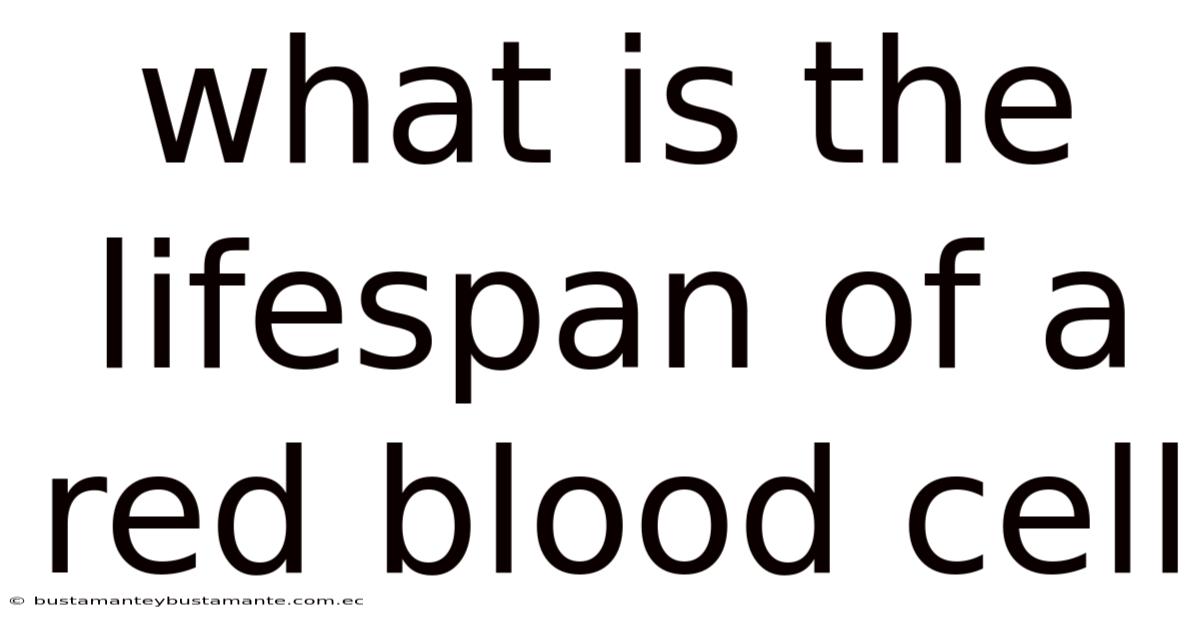 What Is The Lifespan Of A Red Blood Cell