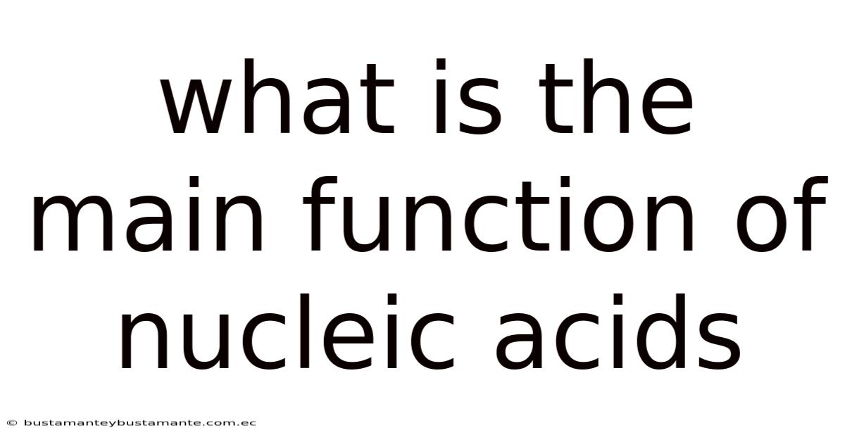 What Is The Main Function Of Nucleic Acids