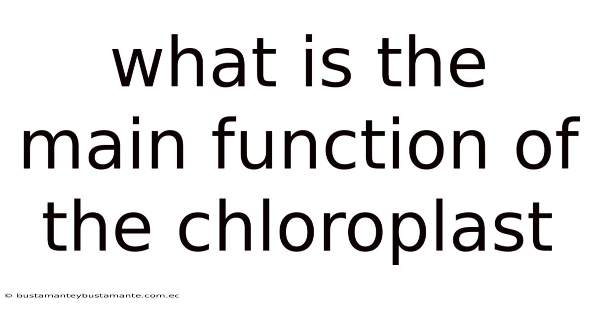 What Is The Main Function Of The Chloroplast