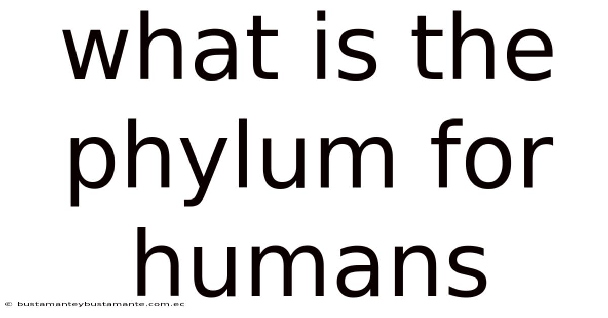 What Is The Phylum For Humans