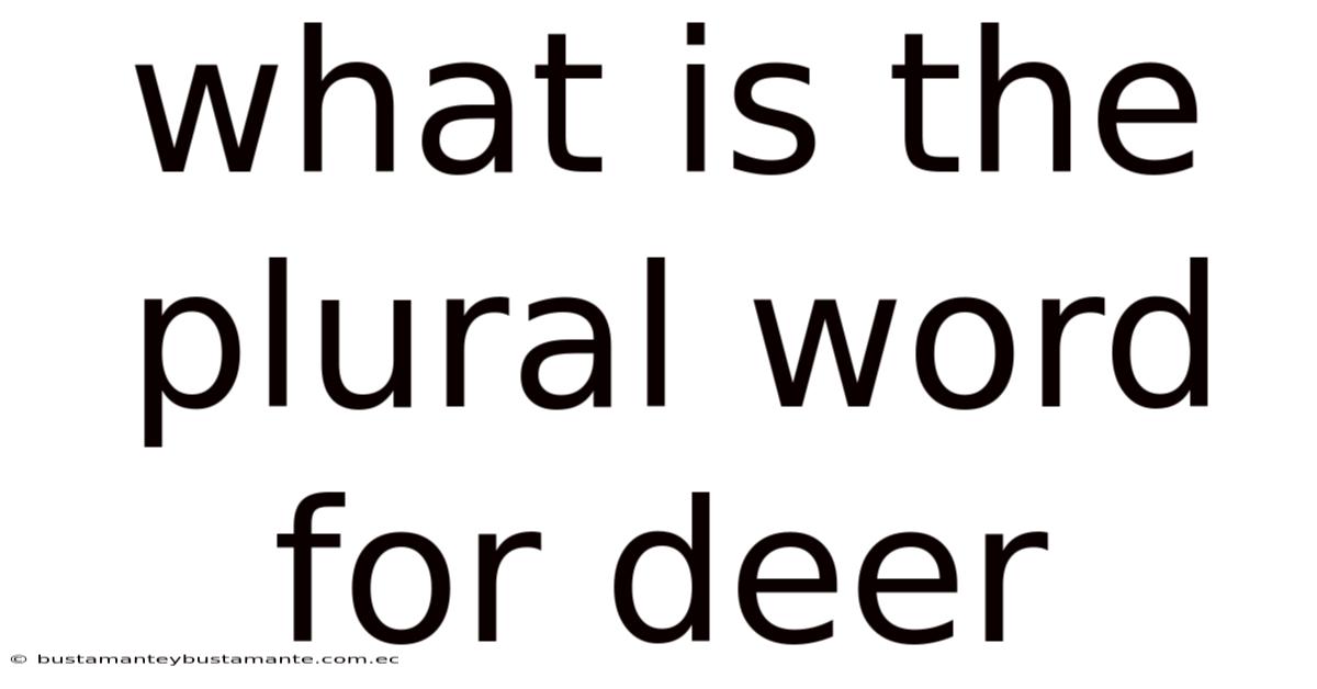 What Is The Plural Word For Deer