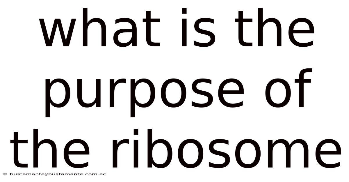 What Is The Purpose Of The Ribosome