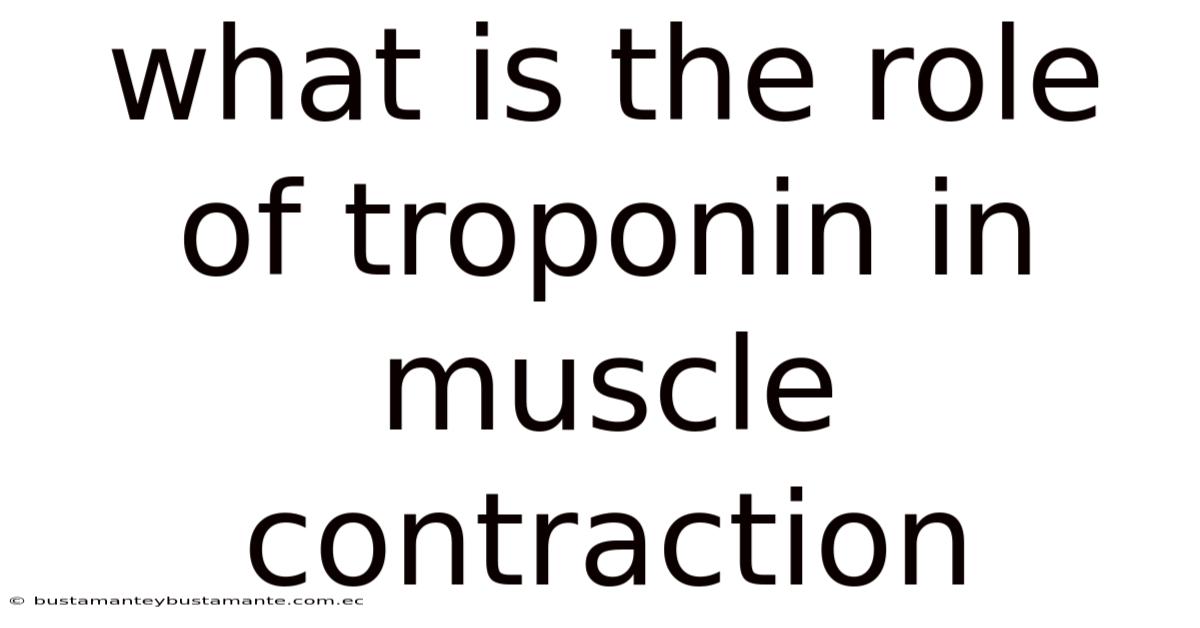 What Is The Role Of Troponin In Muscle Contraction