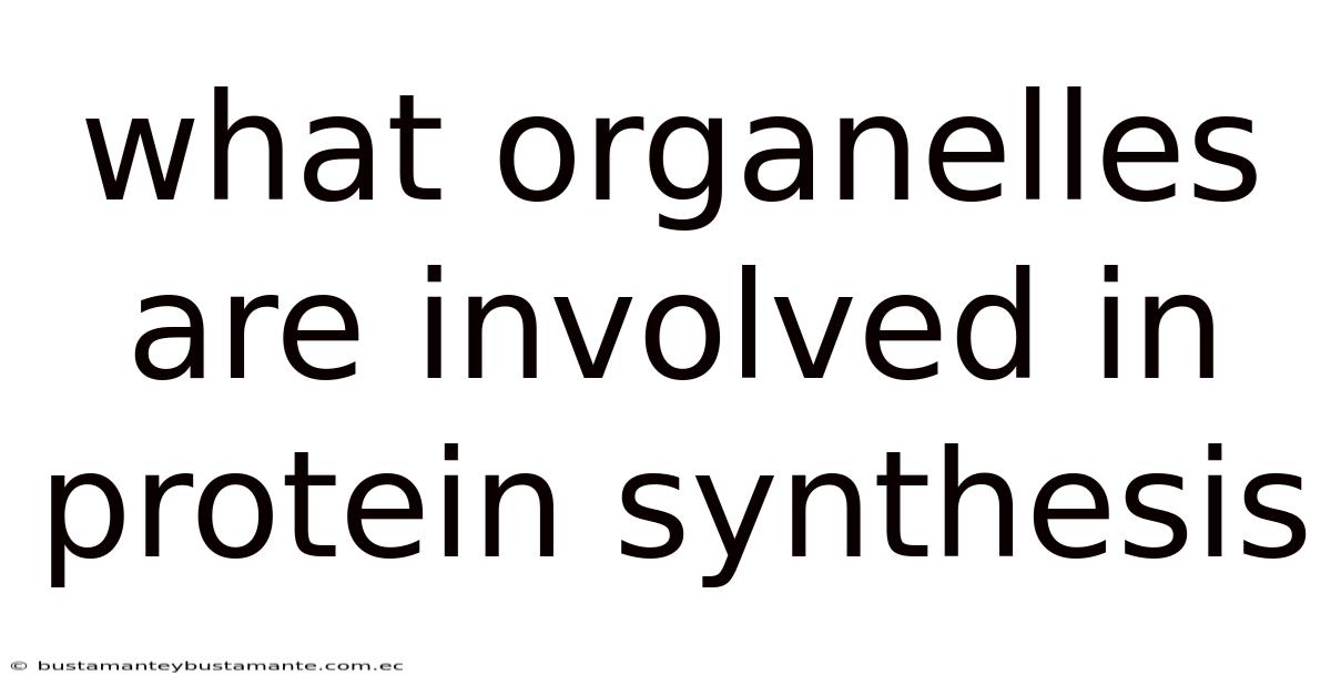 What Organelles Are Involved In Protein Synthesis