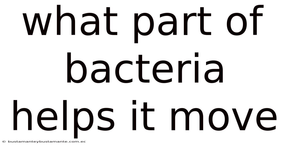 What Part Of Bacteria Helps It Move