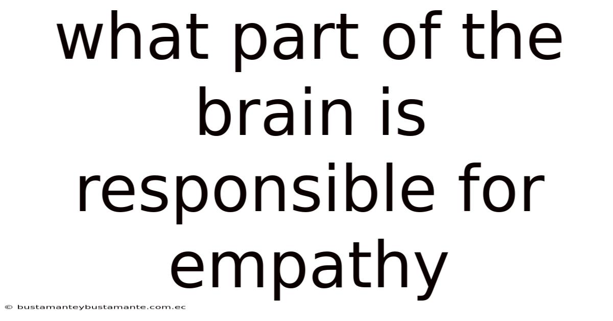 What Part Of The Brain Is Responsible For Empathy