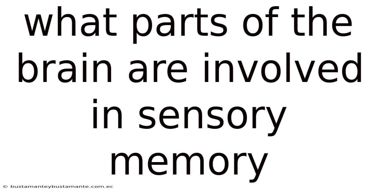 What Parts Of The Brain Are Involved In Sensory Memory