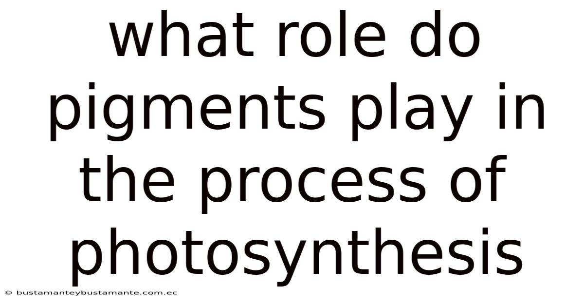 What Role Do Pigments Play In The Process Of Photosynthesis