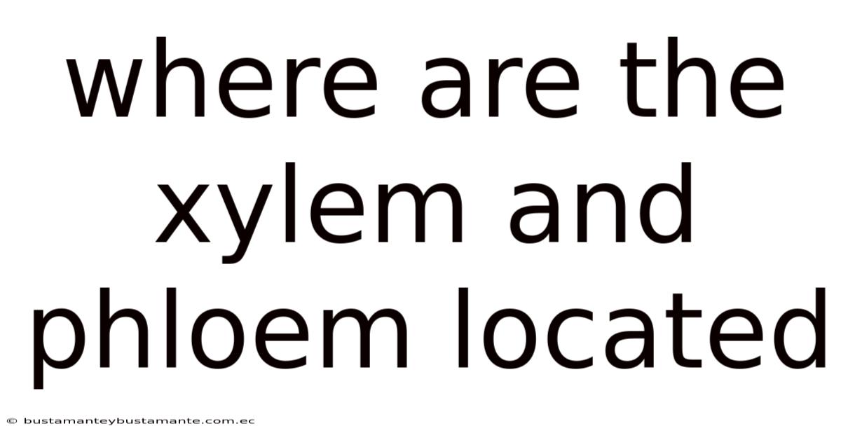 Where Are The Xylem And Phloem Located