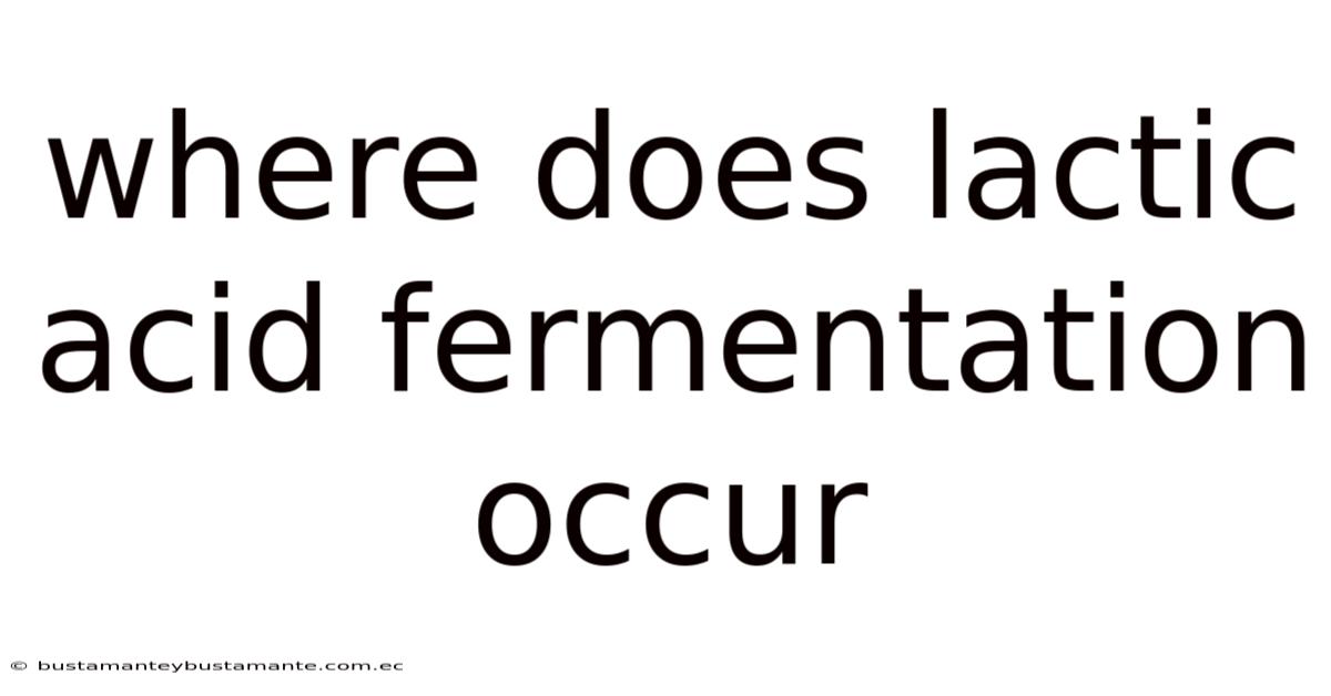 Where Does Lactic Acid Fermentation Occur