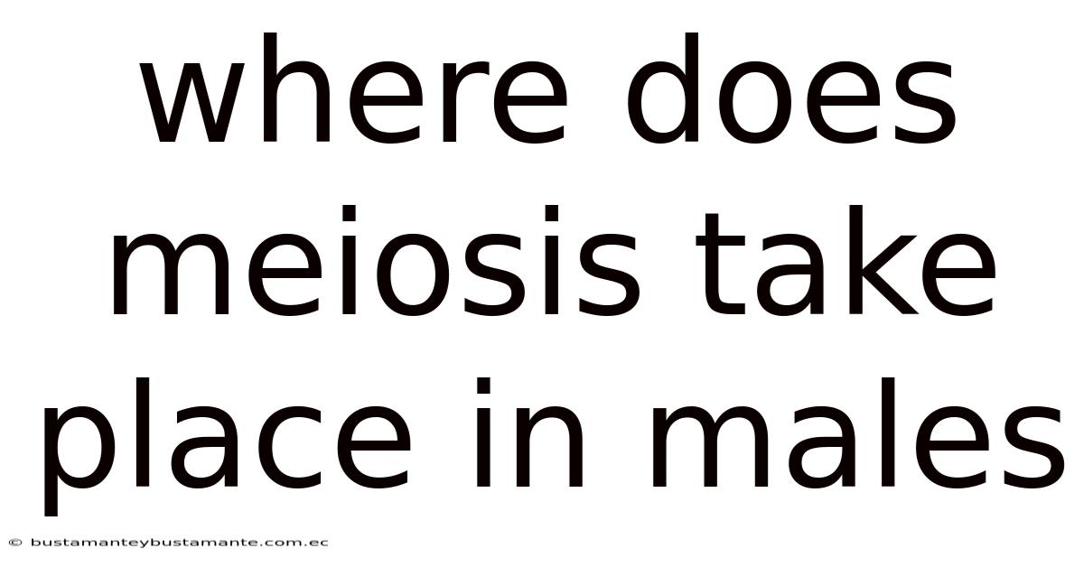 Where Does Meiosis Take Place In Males