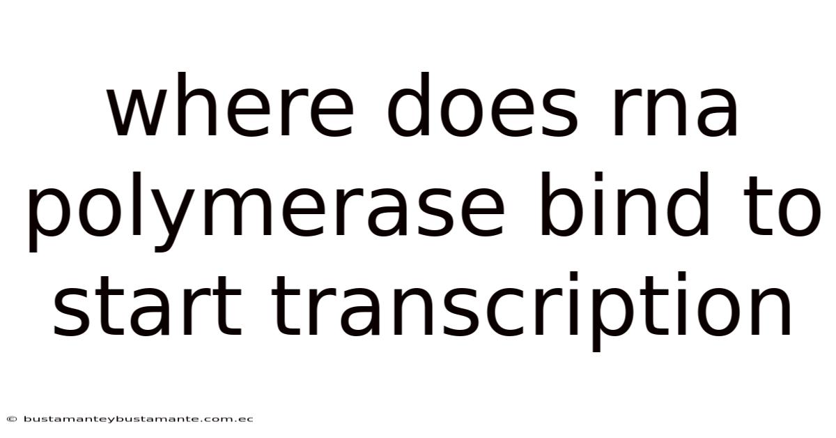 Where Does Rna Polymerase Bind To Start Transcription