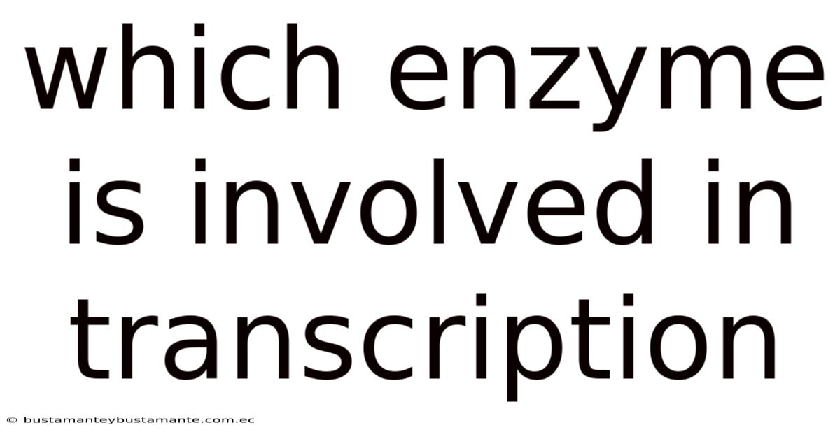 Which Enzyme Is Involved In Transcription